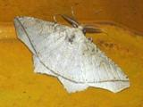 Miantochora punctuligera